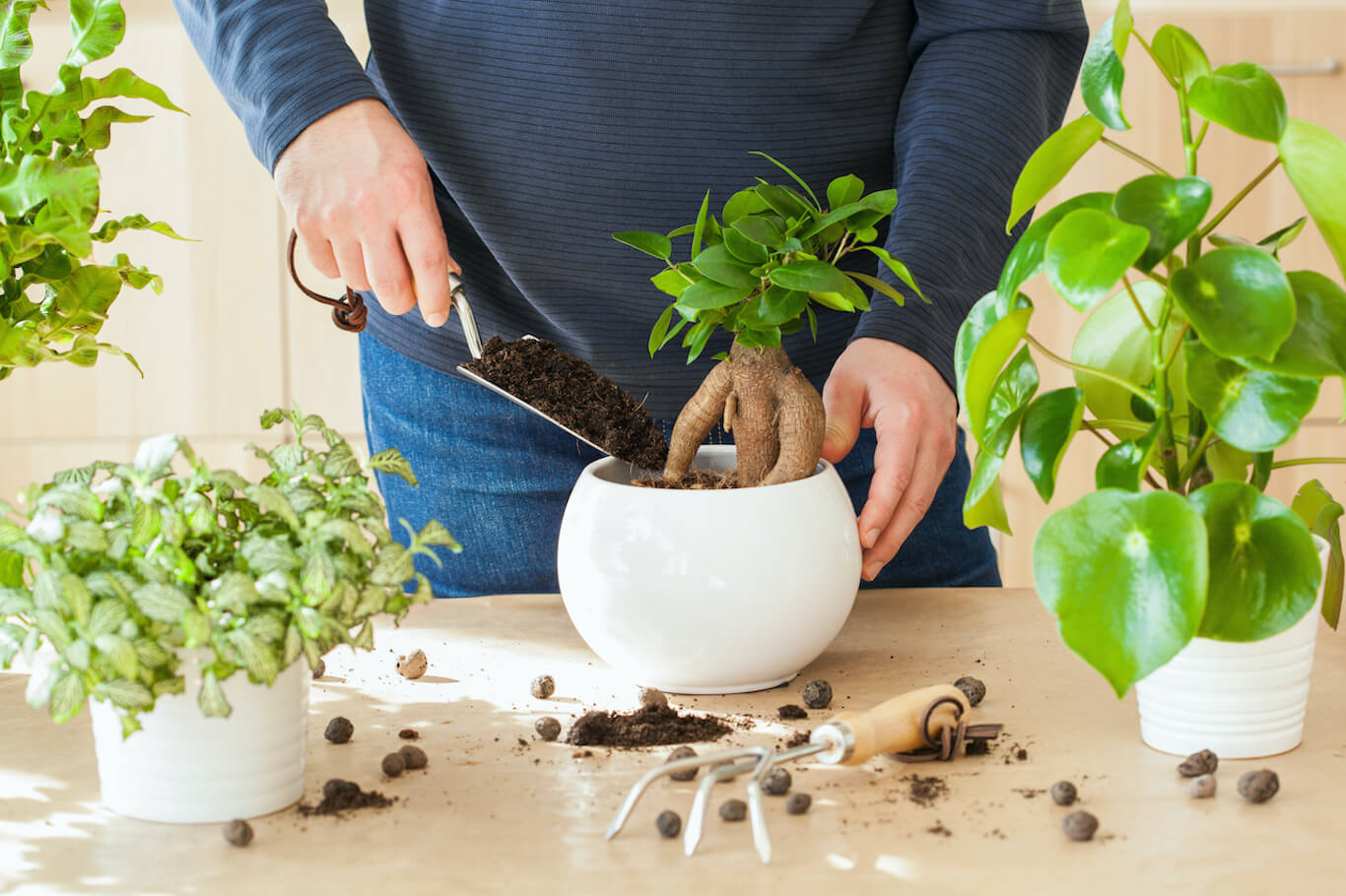 gardening, planting at home. man relocating ficus houseplant